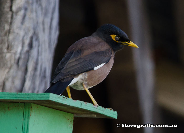 Common Mynah