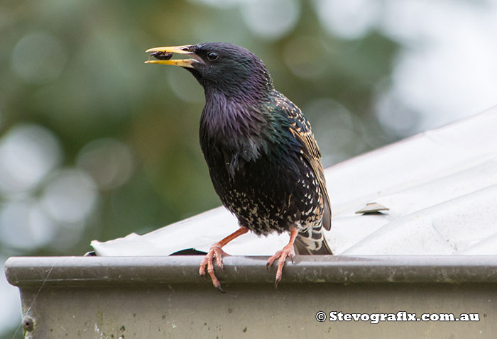 Common Starling