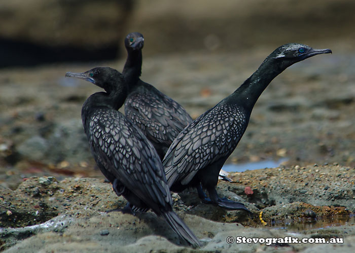 Little-black Cormornats