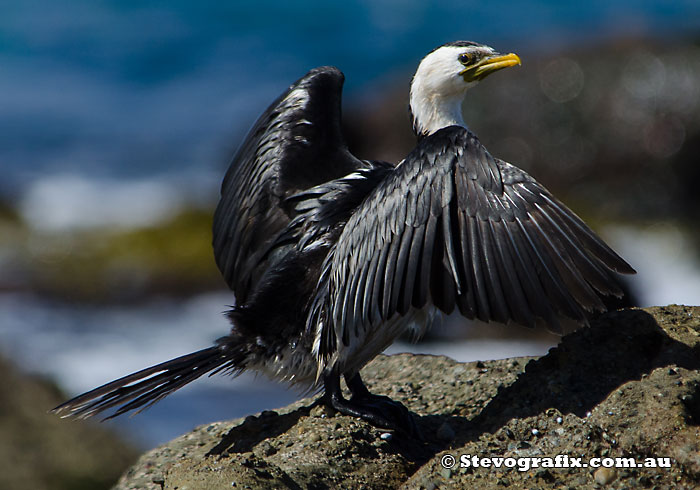 Little Pied Cormorant