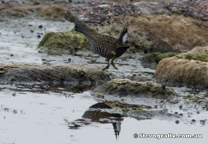 Spotted Crake