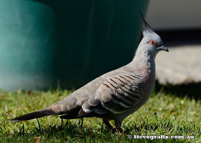 Crested Pigeon