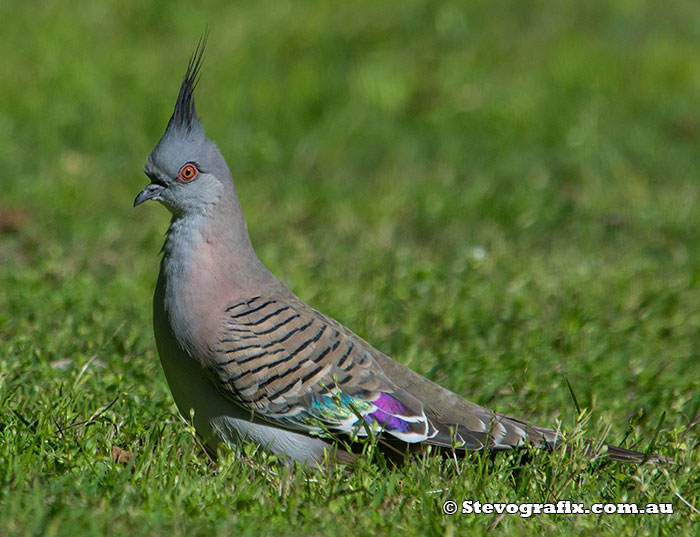 Crested Pigeon