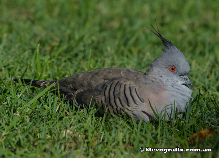 Crested Pigeon