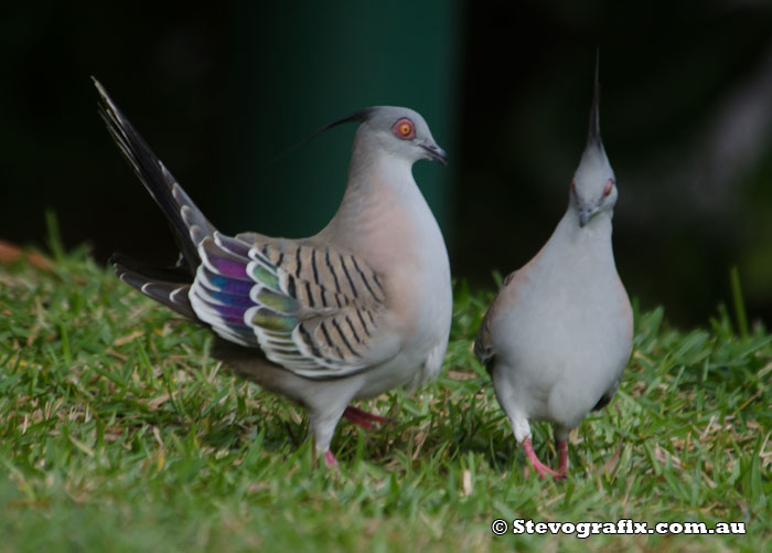 Crested Pigeon courtship