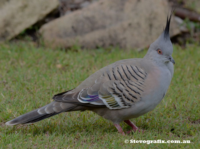 Crested Pigeon