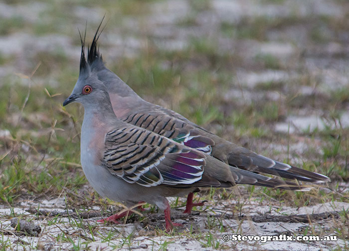 Crested Pigeons