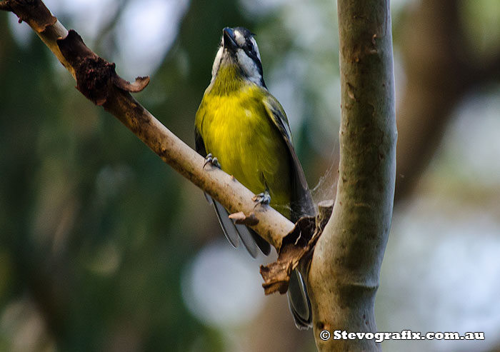 Crested Shrike-tit