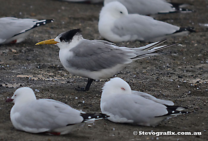 Crested Tern