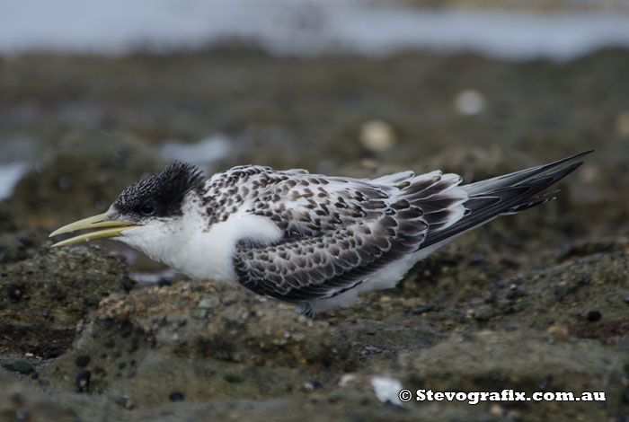 Juvenile Crested Tern