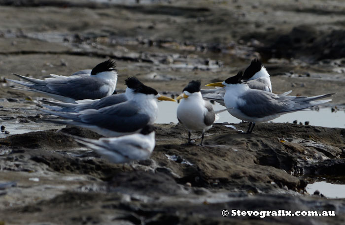 Crested terns looking like beatnicks