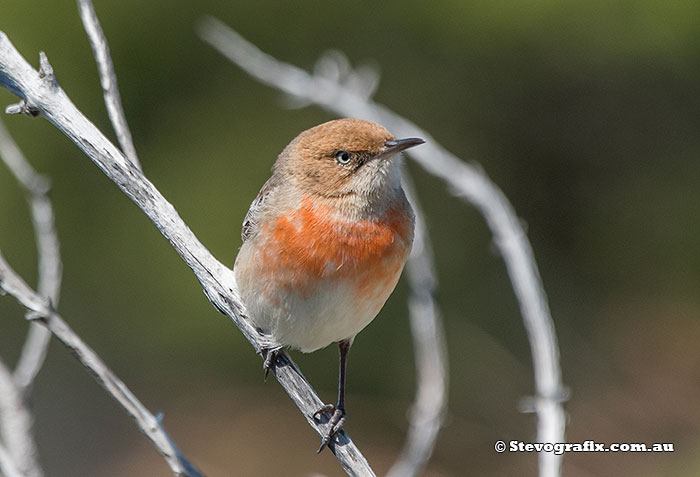 female Crimson Chat