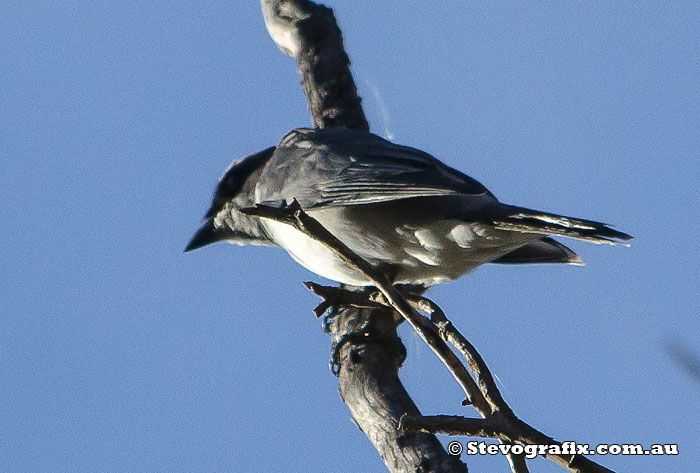 White-bellied Cuckoo-shrike