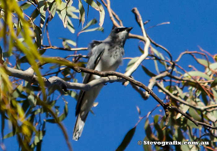 White-bellied Cuckoo-shrike