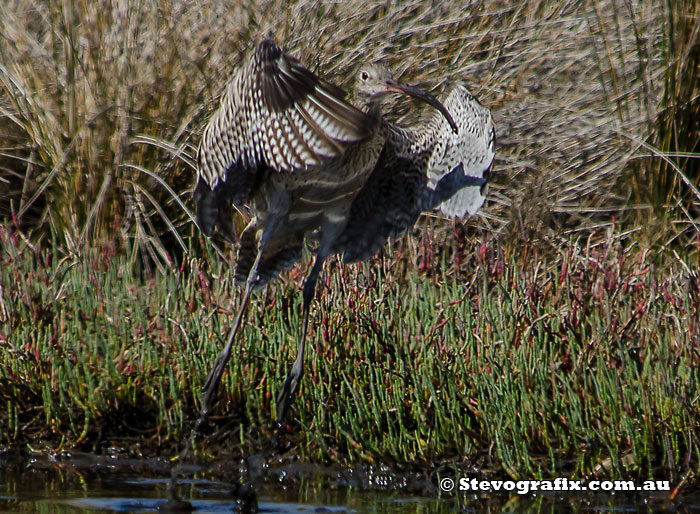 Eastern Curlew taking off