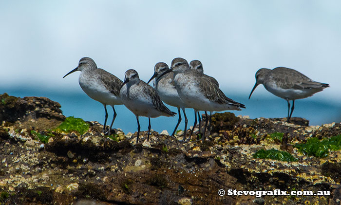 Curlew Sandpipers