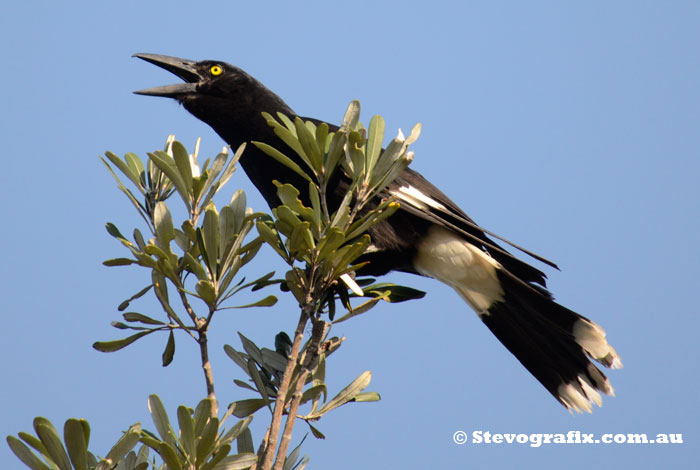 Currawong Calling