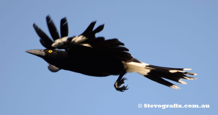 Currawong Flying