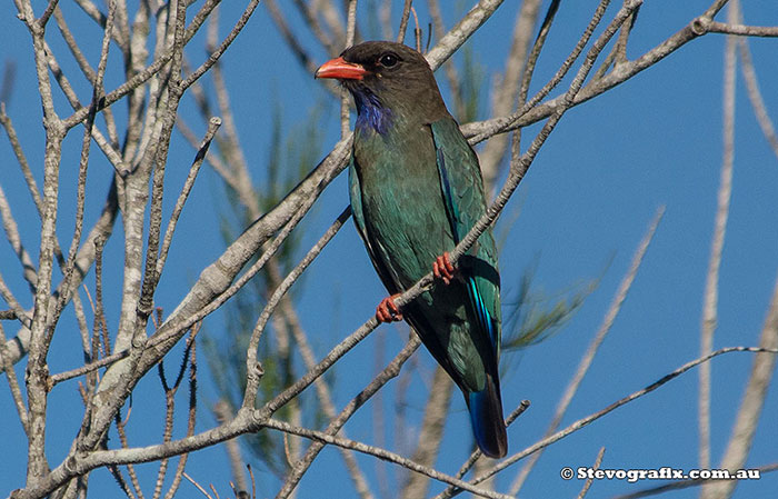 Dollarbird