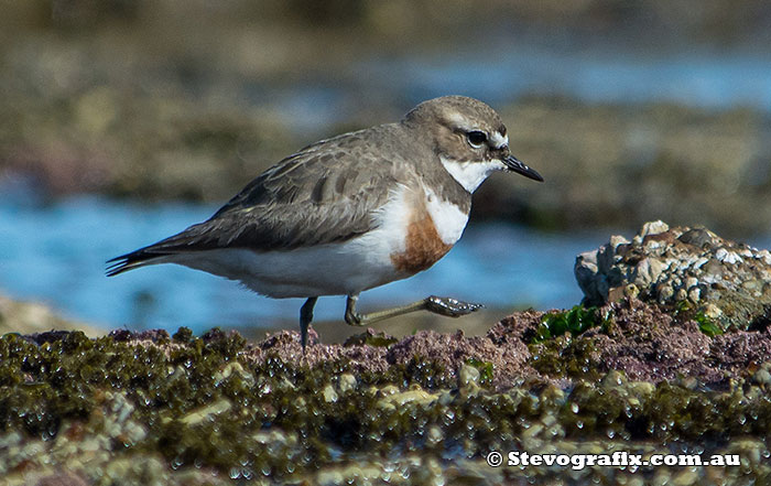 Double-banded Plover in breeding colours