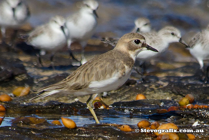 Double-banded Plover