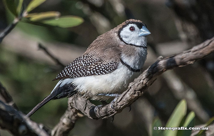 Double-barred Finch