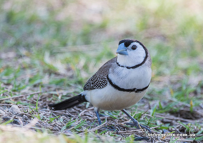 Double-barred Finch