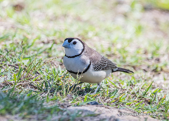 Double-barred Finch