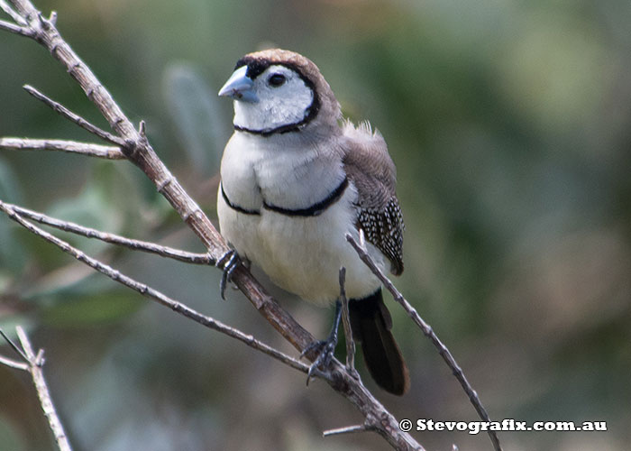 Double-barred Finch