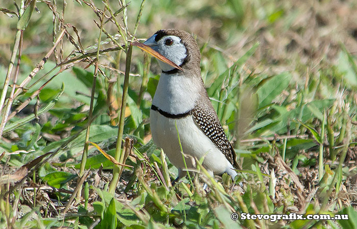 Double-barred Finch