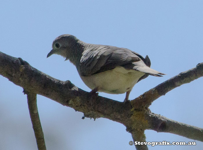 Peaceful Dove