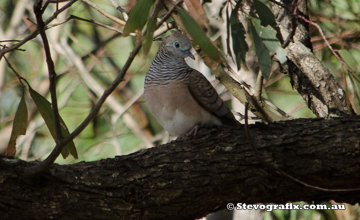 Peaceful Dove