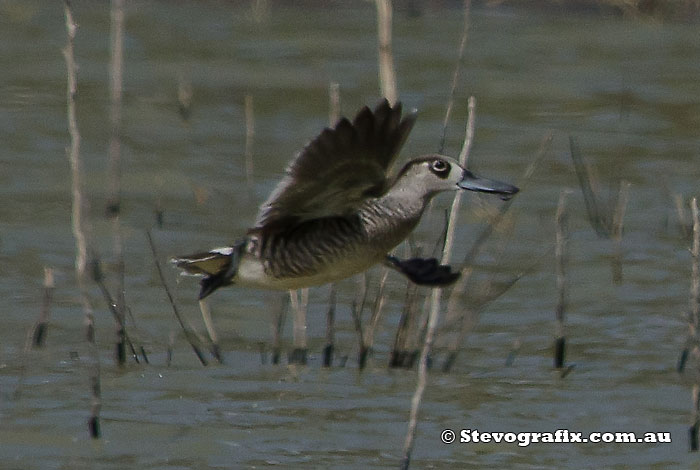 Pink-eared Duck in flight