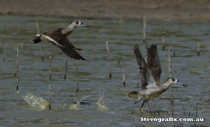 Pink-eared Ducks in flight