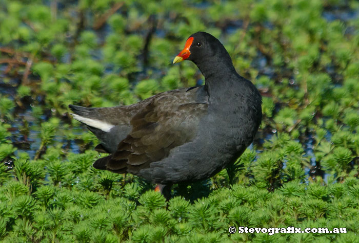 Dusky Moorhen