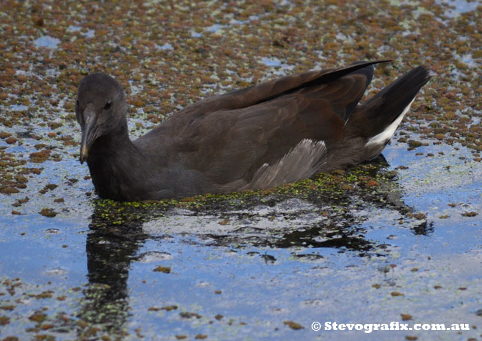 young Dusky Moorhen