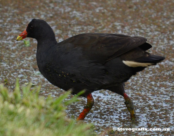 Dusky Moorhen