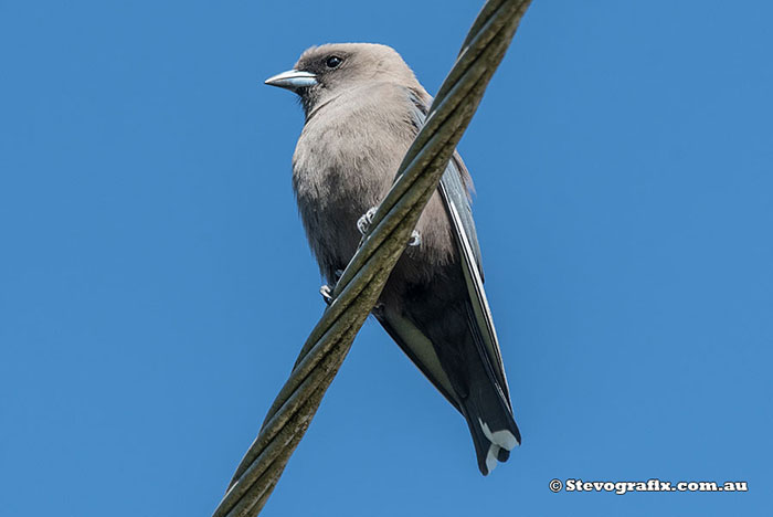 Dusky Woodswallow