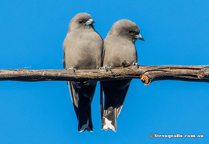 Dusky Swallows