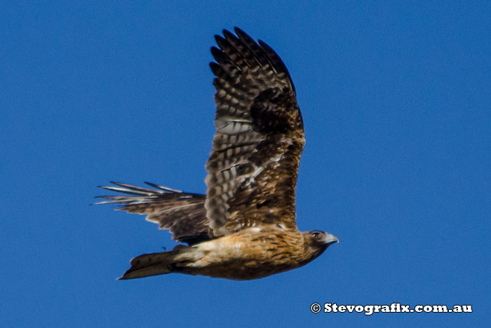 Little Eagle (Dark Morph)