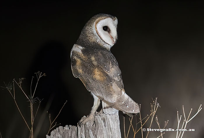 Eastern Barn Owl