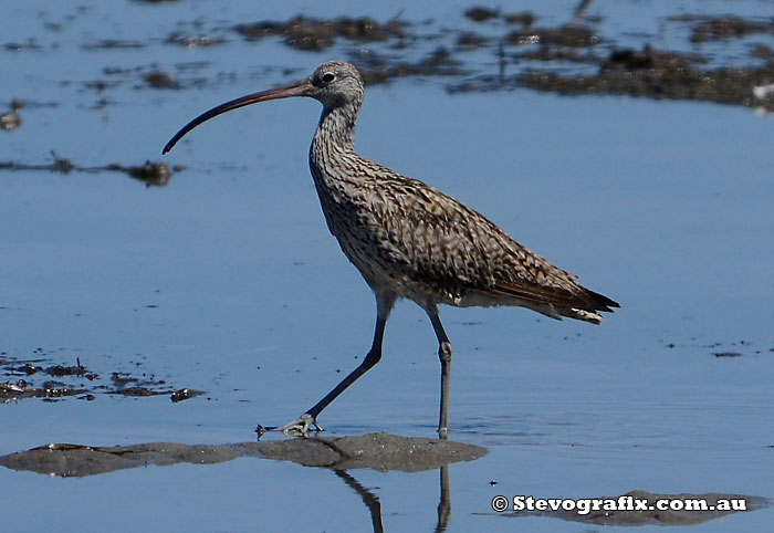 Eastern Curlew