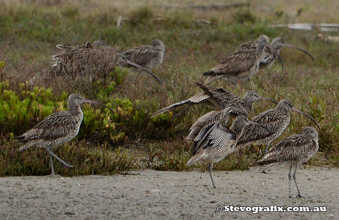 Eastern Curlews