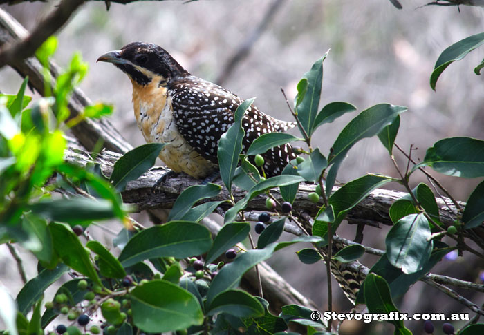 Female Eastern Koel