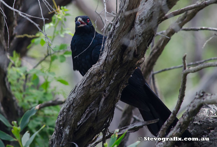 Eastern Koel male