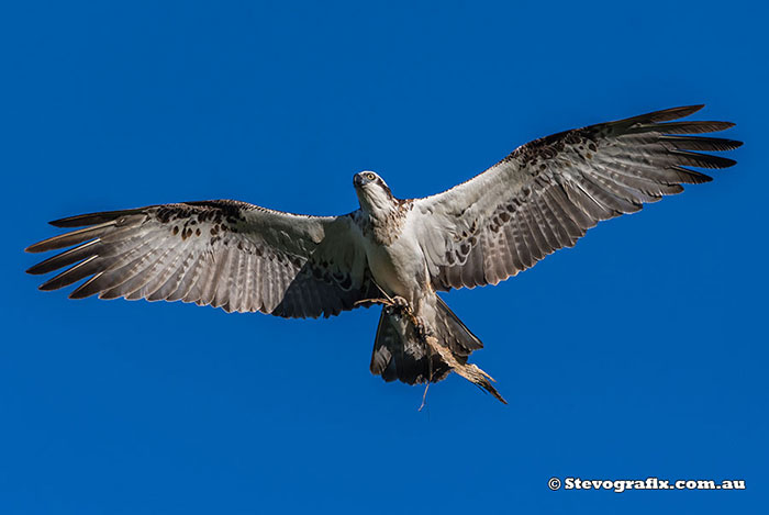 Eastern Osprey