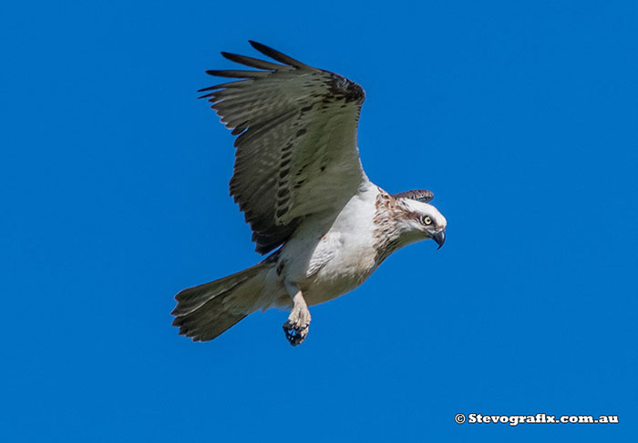 Eastern Osprey