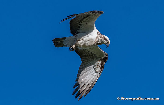 Eastern Osprey