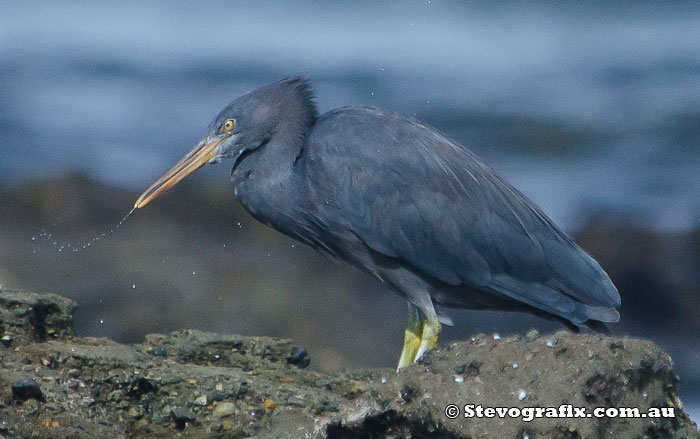 Eastern Reef Egret - Dark Morph