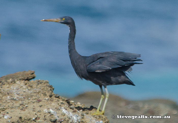 Eastern Reef Egret - Dark Morph